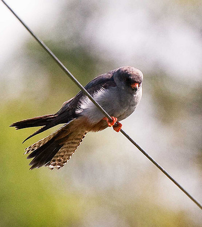 Red-footed Falcon
