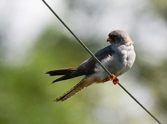 Red-footed Falcon