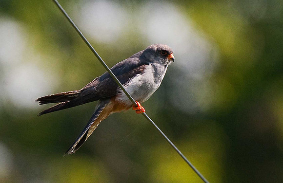 Red-footed Falcon