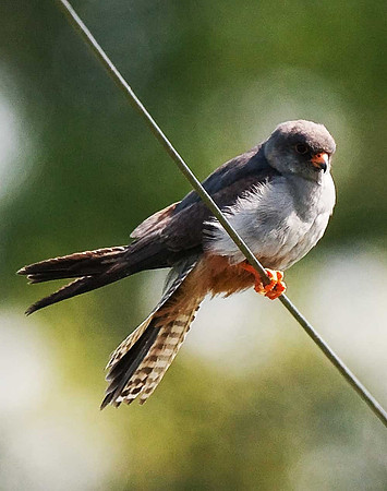 Red-footed Falcon