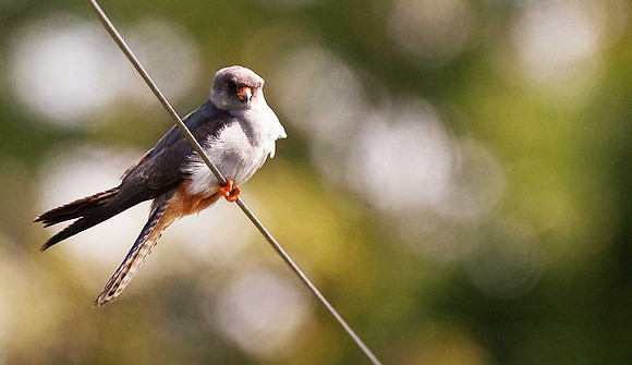 Red-footed Falcon