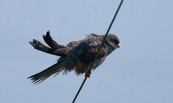 Red-footed Falcon
