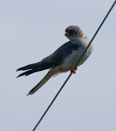 Red-footed Falcon