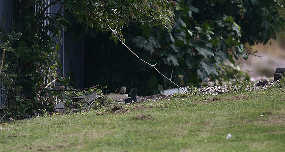 Black Redstart