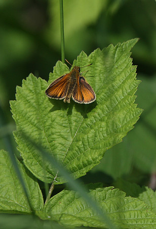 Essex Skipper