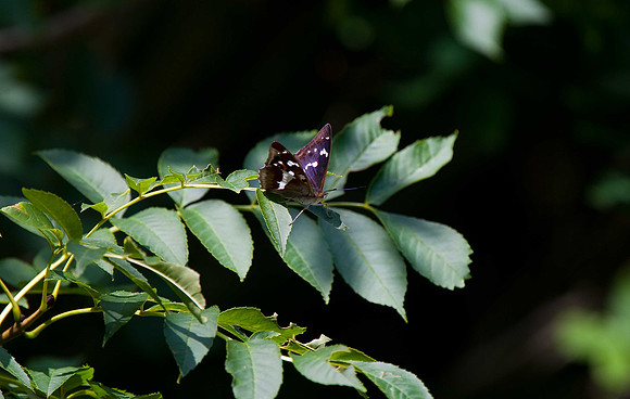 Purple Emperor