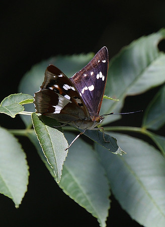 Purple Emperor
