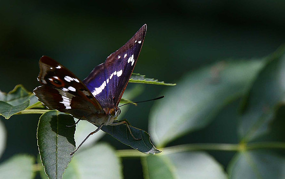 Purple Emperor