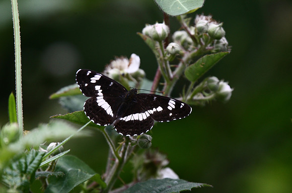 White Admiral