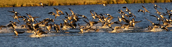 Canada Geese