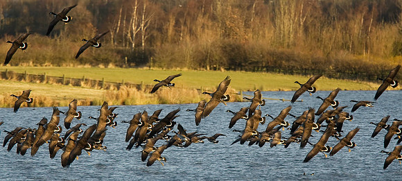 Canada Geese