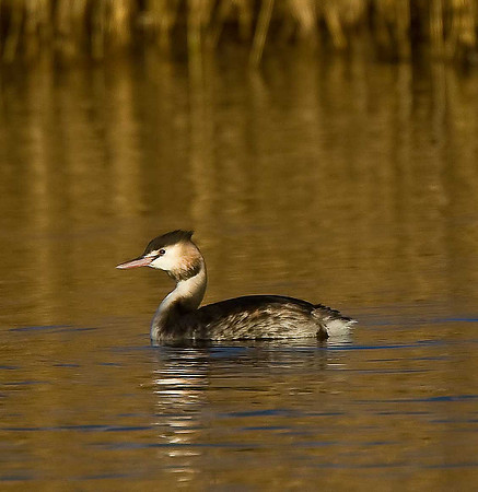 Great Crested Grebe