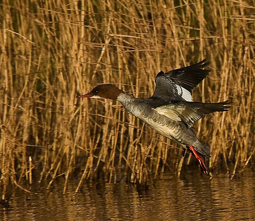 Goosander
