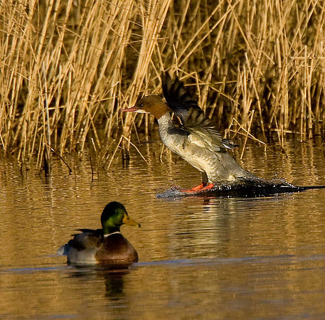 Goosander