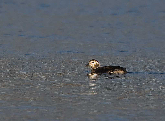 Long-tailed Duck