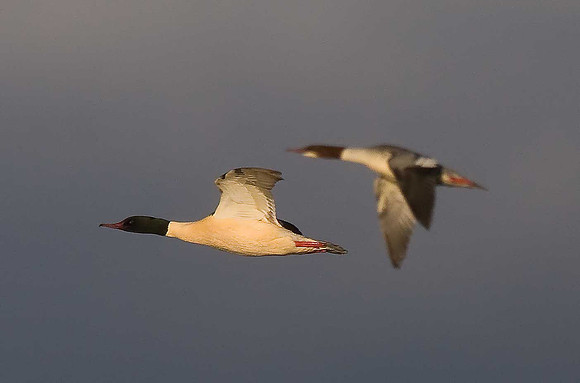 Goosander