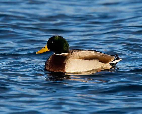 Mallard