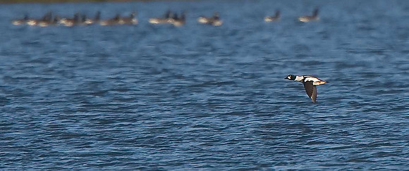 Goldeneye