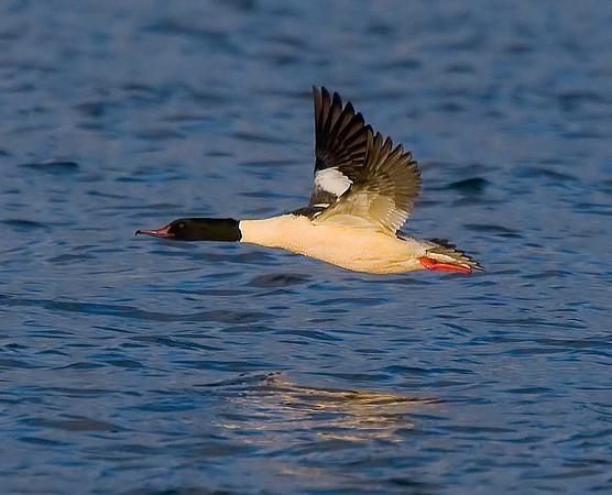Goosander