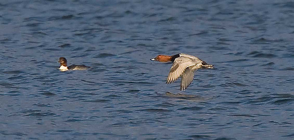 Pochard