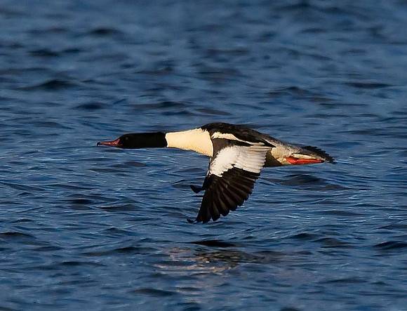 Goosander