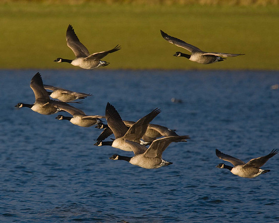Canada Geese