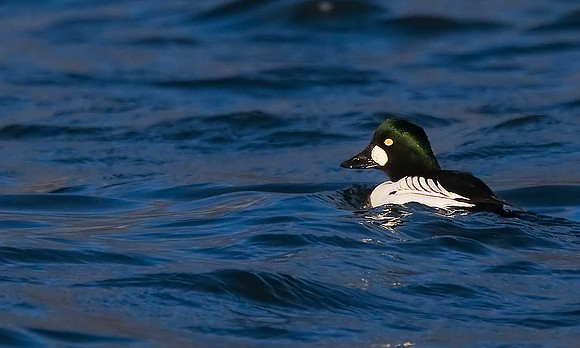 Goldeneye
