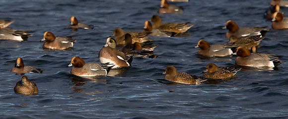 American Wigeon