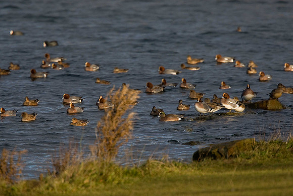 American Wigeon