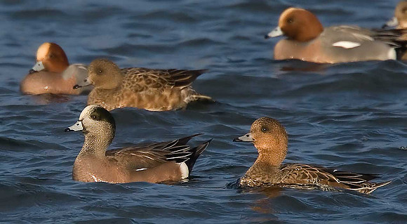 American Wigeon