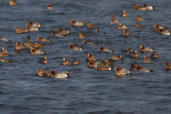 American Wigeon