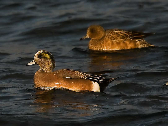American Wigeon