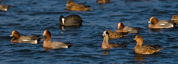 American Wigeon