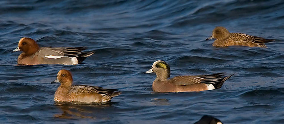 American Wigeon