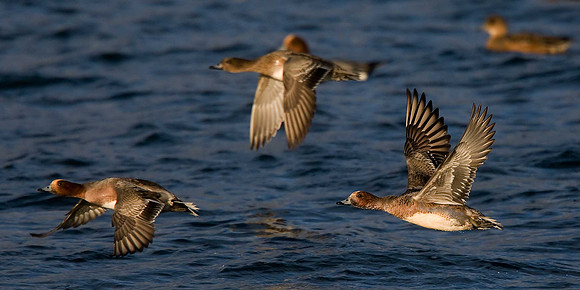 Wigeon