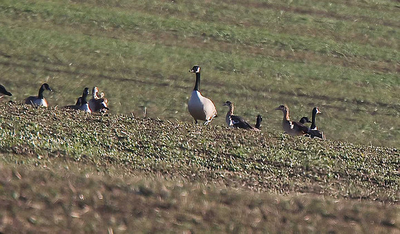 Egyptian Geese