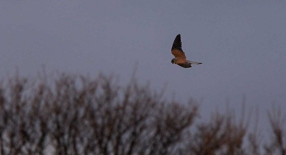 Kestrel