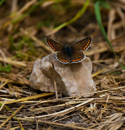 brown Argus
