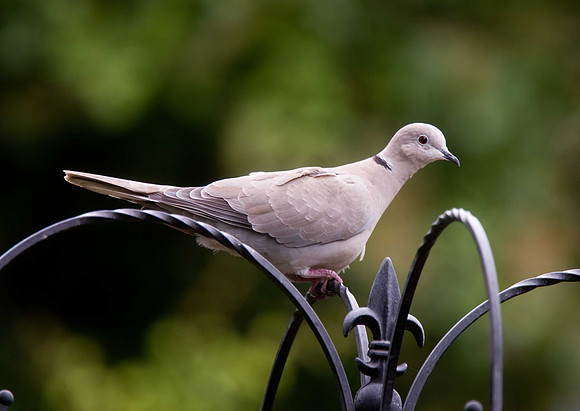 Collared Dove