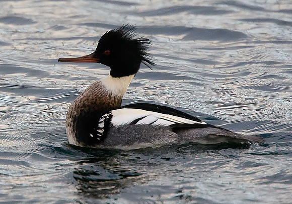 Red-breasted Merganser