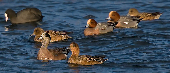 American Wigeon