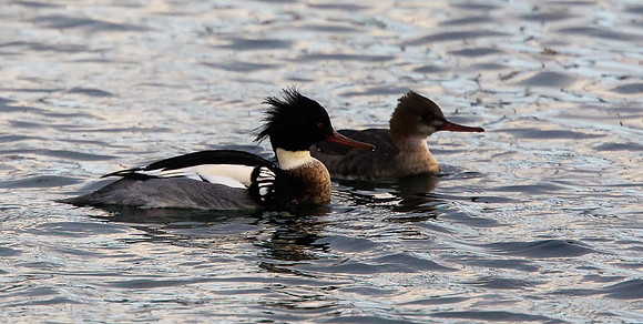 Red-breasted Merganser
