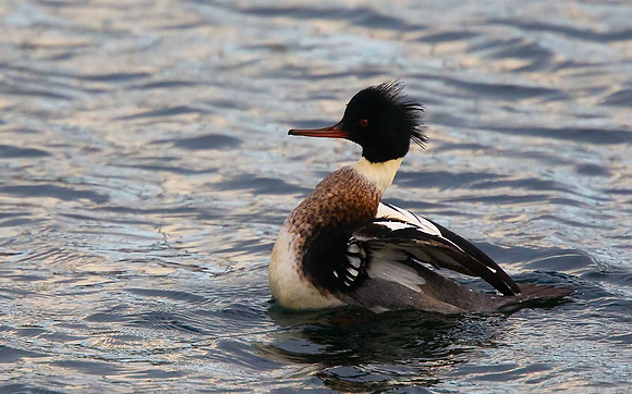 Red-breasted Merganser