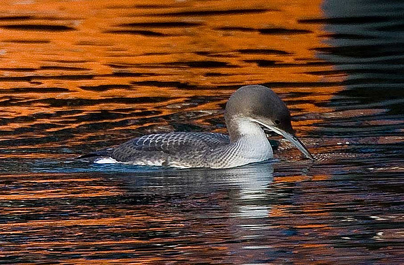 Black-throated Diver