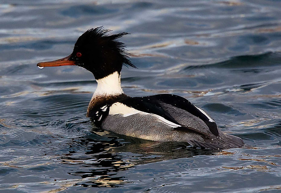 Red-breasted Merganser