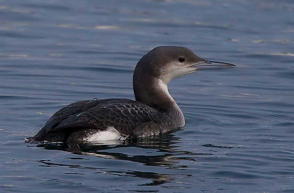 Black-throated Diver