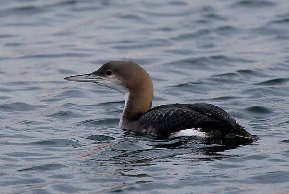 Black-throated Diver