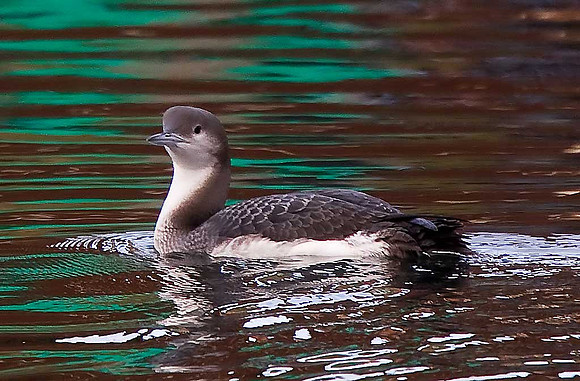Black-throated Diver