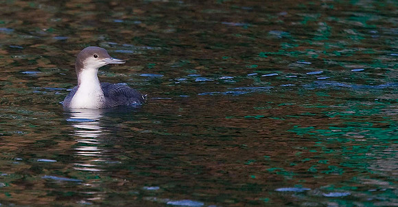 Black-throated Diver