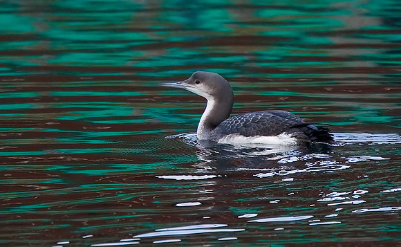 Black-throated Diver